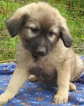 ROMEO, Hund, Mischlingshund in Kroatien - Bild 5