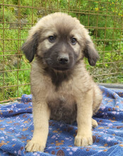 ROMEO, Hund, Mischlingshund in Kroatien - Bild 6