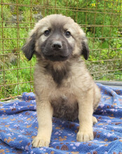ROMEO, Hund, Mischlingshund in Kroatien - Bild 7