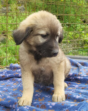 ROMEO, Hund, Mischlingshund in Kroatien - Bild 8