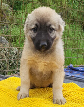 SUKI, Hund, Mischlingshund in Kroatien - Bild 10