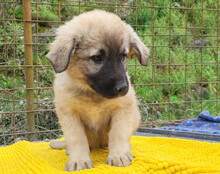 SUKI, Hund, Mischlingshund in Kroatien - Bild 11