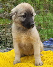 SUKI, Hund, Mischlingshund in Kroatien - Bild 5