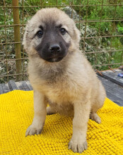 SUKI, Hund, Mischlingshund in Kroatien - Bild 9