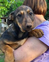PAULA, Hund, Mischlingshund in Kroatien - Bild 1