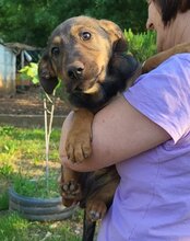PAULA, Hund, Mischlingshund in Kroatien - Bild 2