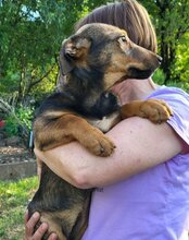 PAULA, Hund, Mischlingshund in Kroatien - Bild 4