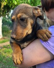 PAULA, Hund, Mischlingshund in Kroatien - Bild 5