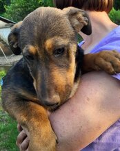 PAULA, Hund, Mischlingshund in Kroatien - Bild 6
