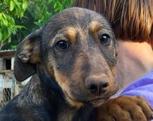 PAULA, Hund, Mischlingshund in Kroatien - Bild 7