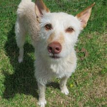 TRUCO, Hund, Podenco in Spanien - Bild 1