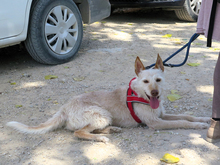 TRUCO, Hund, Podenco in Spanien - Bild 2