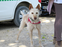 TRUCO, Hund, Podenco in Spanien - Bild 3