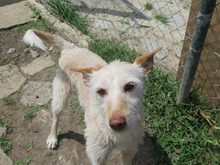 TRUCO, Hund, Podenco in Spanien - Bild 5