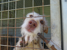 TRUCO, Hund, Podenco in Spanien - Bild 7