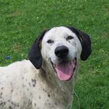 AMAPOLA, Hund, Mischling in Spanien - Bild 1