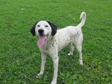 AMAPOLA, Hund, Mischling in Spanien - Bild 2