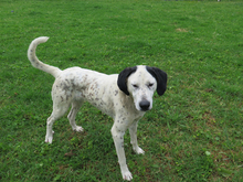 AMAPOLA, Hund, Mischling in Spanien - Bild 3