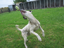 AMAPOLA, Hund, Mischling in Spanien - Bild 4