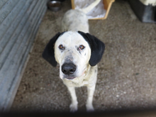 AMAPOLA, Hund, Mischling in Spanien - Bild 5
