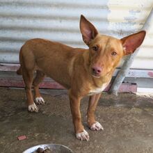 KIKO, Hund, Podenco in Spanien - Bild 1