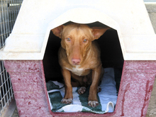 KIKO, Hund, Podenco in Spanien - Bild 2