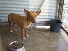 KIKO, Hund, Podenco in Spanien - Bild 3