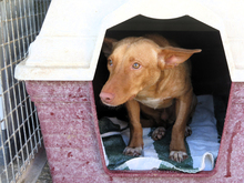 KIKO, Hund, Podenco in Spanien - Bild 4