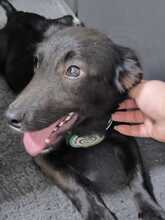 JURY, Hund, Mischlingshund in Hagen - Bild 1