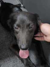 JURY, Hund, Mischlingshund in Hagen - Bild 2