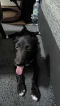 JURY, Hund, Mischlingshund in Hagen - Bild 3