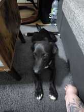 JURY, Hund, Mischlingshund in Hagen - Bild 5