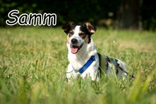 SAMM, Hund, Mischlingshund in Essingen - Bild 1