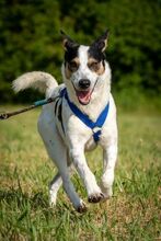 SAMM, Hund, Mischlingshund in Essingen - Bild 2