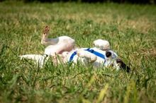 SAMM, Hund, Mischlingshund in Essingen - Bild 3