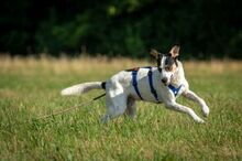 SAMM, Hund, Mischlingshund in Essingen - Bild 4