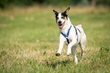 SAMM, Hund, Mischlingshund in Essingen - Bild 5