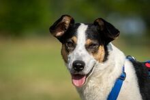 SAMM, Hund, Mischlingshund in Essingen - Bild 6