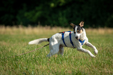 SAMM, Hund, Mischlingshund in Essingen - Bild 7