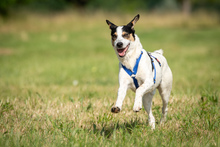 SAMM, Hund, Mischlingshund in Essingen - Bild 8