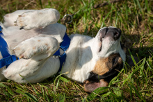 SAMM, Hund, Mischlingshund in Essingen - Bild 9