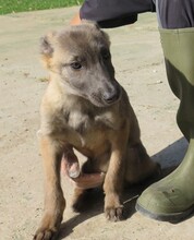 LILO, Hund, Malinois in Spanien - Bild 1