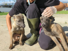 LILO, Hund, Malinois in Spanien - Bild 2