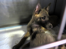 LILO, Hund, Malinois in Spanien - Bild 4