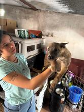 LILO, Hund, Malinois in Spanien - Bild 5
