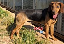 DORA, Hund, Bracke in Griechenland - Bild 1