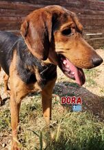DORA, Hund, Bracke in Griechenland - Bild 2