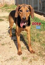 DORA, Hund, Bracke in Griechenland - Bild 3