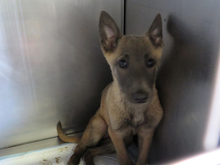 STICH, Hund, Malinois in Spanien - Bild 1