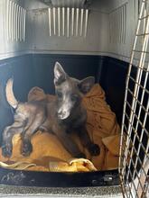 STICH, Hund, Malinois in Spanien - Bild 2